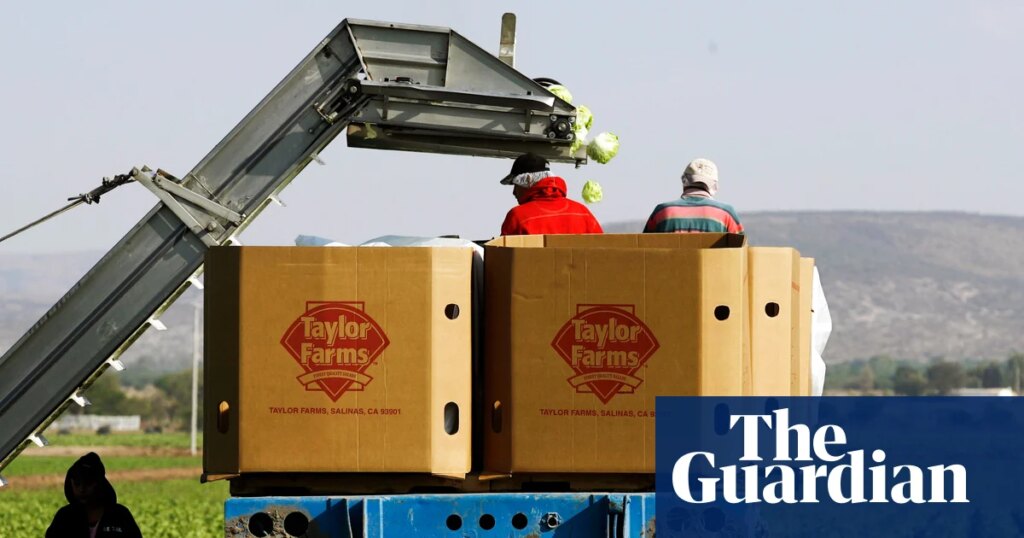 Cyclospora: iceberg lettuce recalled in 27 states and more products may follow | US news